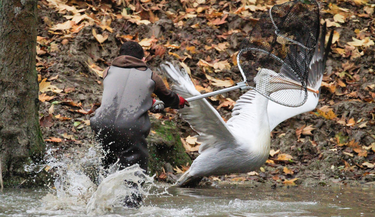 GELERIE: Odchyt pelikánů v Safari Parku Dvůr Králové nad Labem