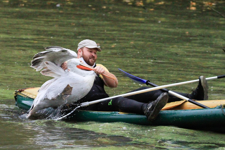 GELERIE: Odchyt pelikánů v Safari Parku Dvůr Králové nad Labem