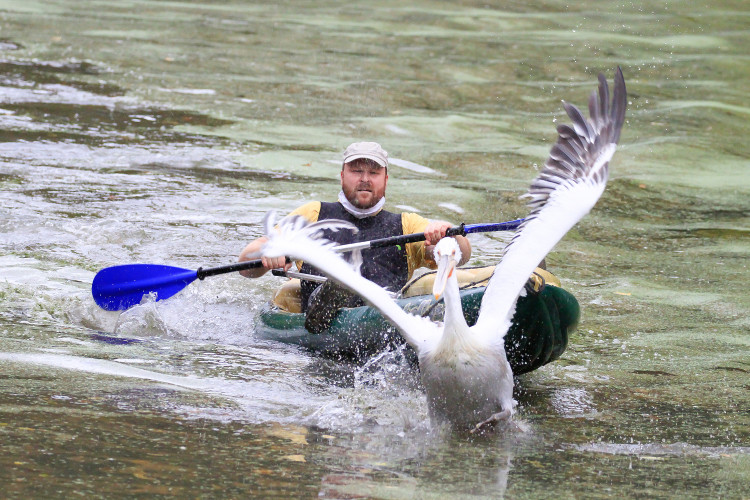 GELERIE: Odchyt pelikánů v Safari Parku Dvůr Králové nad Labem