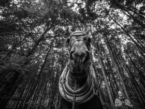 GALERIE: Veronika Králová a její kůň Kuba