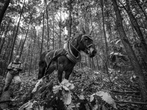 GALERIE: Veronika Králová a její kůň Kuba