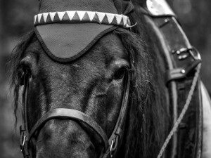 GALERIE: Veronika Králová a její kůň Kuba