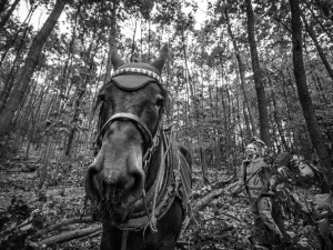 GALERIE: Veronika Králová a její kůň Kuba