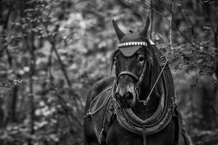 GALERIE: Veronika Králová a její kůň Kuba