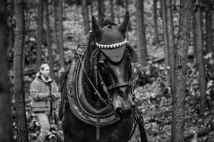 GALERIE: Veronika Králová a její kůň Kuba