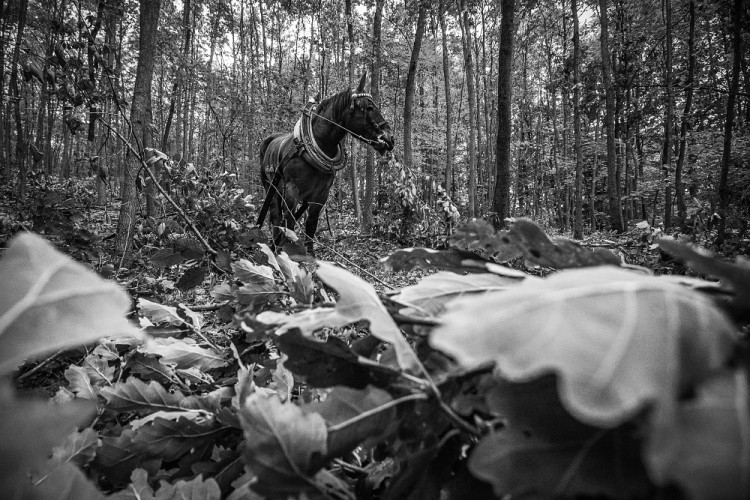 GALERIE: Veronika Králová a její kůň Kuba