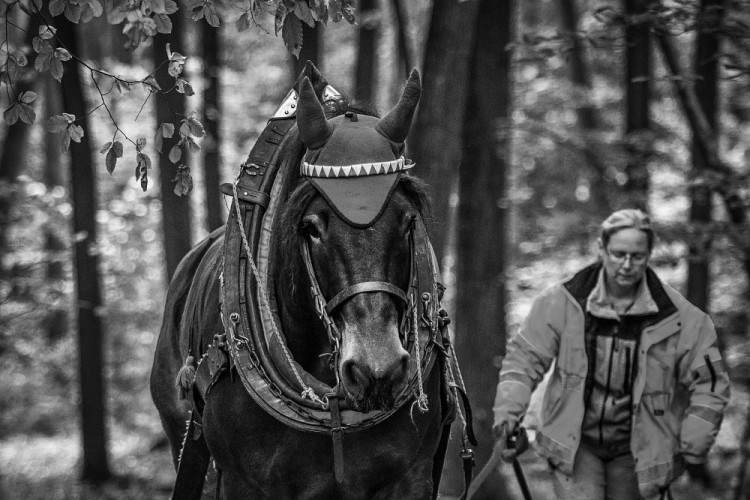 GALERIE: Veronika Králová a její kůň Kuba