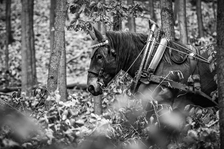 GALERIE: Veronika Králová a její kůň Kuba