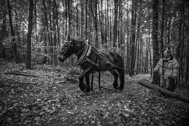 GALERIE: Veronika Králová a její kůň Kuba