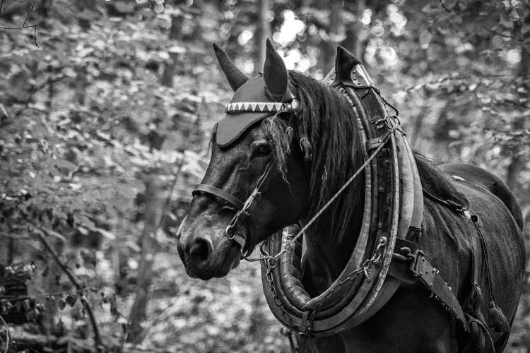 GALERIE: Veronika Králová a její kůň Kuba