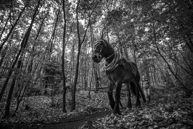 GALERIE: Veronika Králová a její kůň Kuba