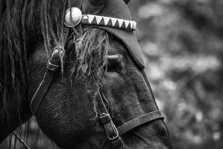 GALERIE: Veronika Králová a její kůň Kuba