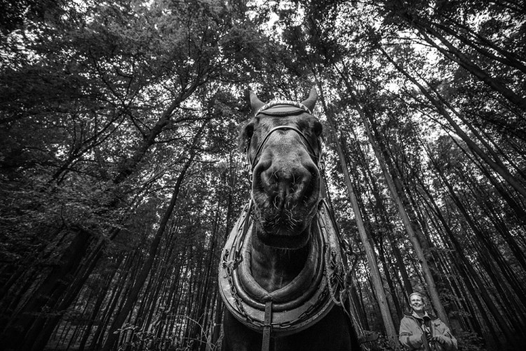 GALERIE: Veronika Králová a její kůň Kuba