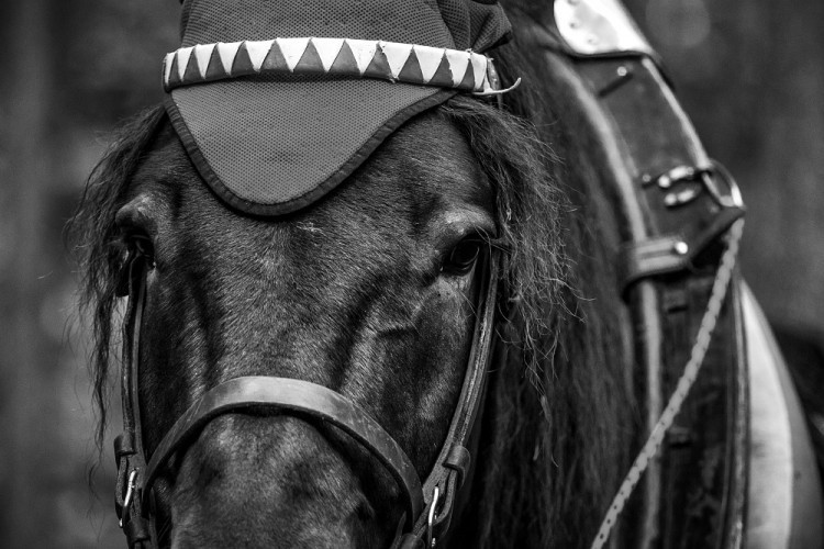 GALERIE: Veronika Králová a její kůň Kuba