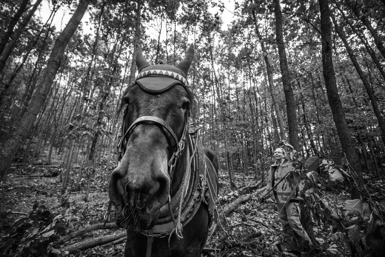 GALERIE: Veronika Králová a její kůň Kuba