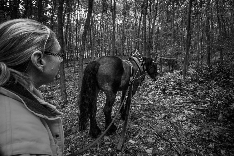 GALERIE: Veronika Králová a její kůň Kuba