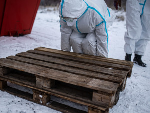 GALERIE: Likvidace chovu v Dobřenicích u Hradce Králové