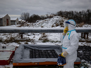 GALERIE: Likvidace chovu v Dobřenicích u Hradce Králové