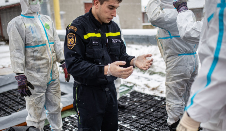 GALERIE: Likvidace chovu v Dobřenicích u Hradce Králové