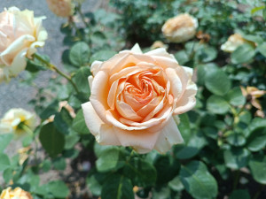 GALERIE: Rozárium v Hradci Králové zavírá