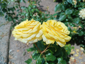 GALERIE: Rozárium v Hradci Králové zavírá