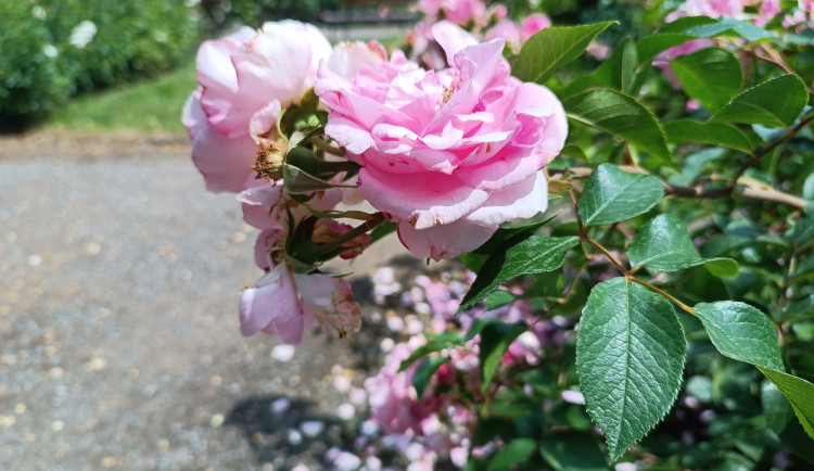 GALERIE: Rozárium v Hradci Králové zavírá