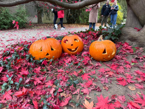 GALERIE: Týden duchů v Safari Parku (2024)