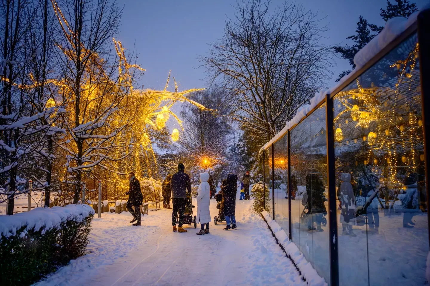 Vánoční Zoo Dvůr Králové nad Labem