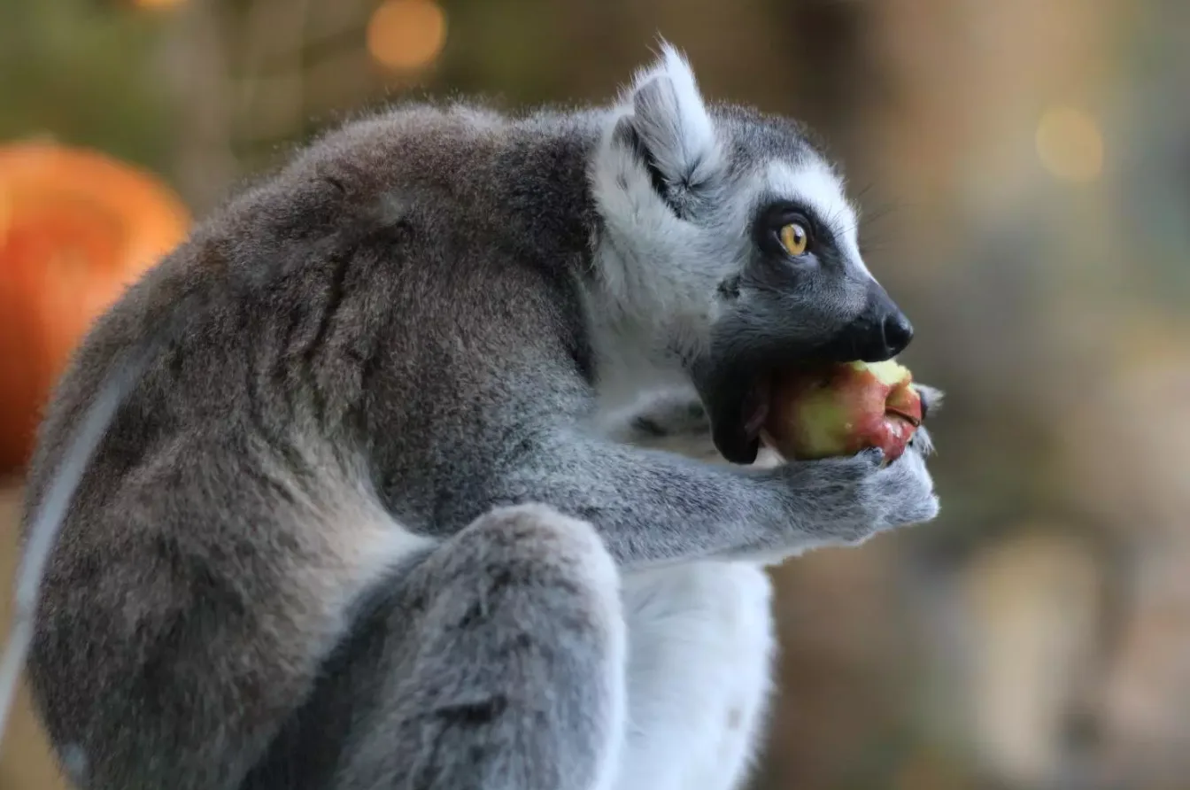 Pololetní prázdniny v Safari Parku Dvůr Králové