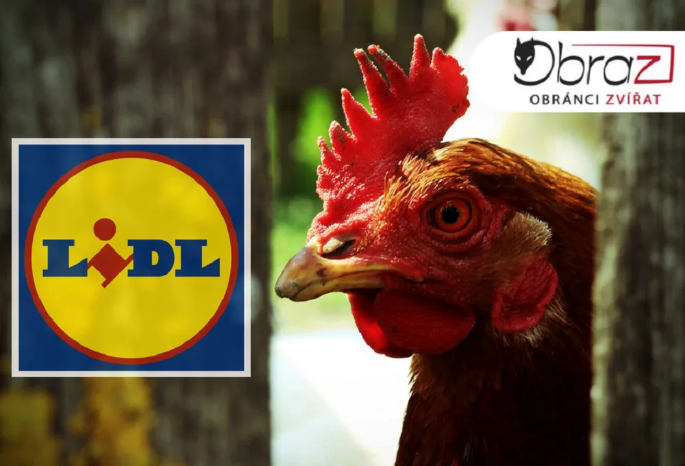 Lidl se po drsné reportáži České televize rozhodl skoncovat s prodejem vajec z klecových chovů.