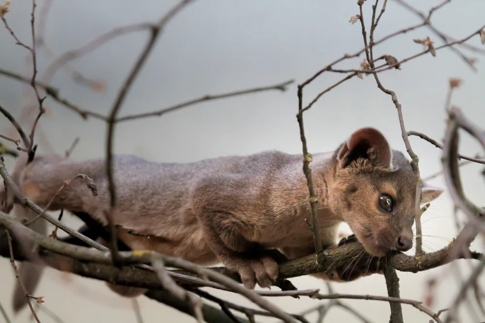 Fosa