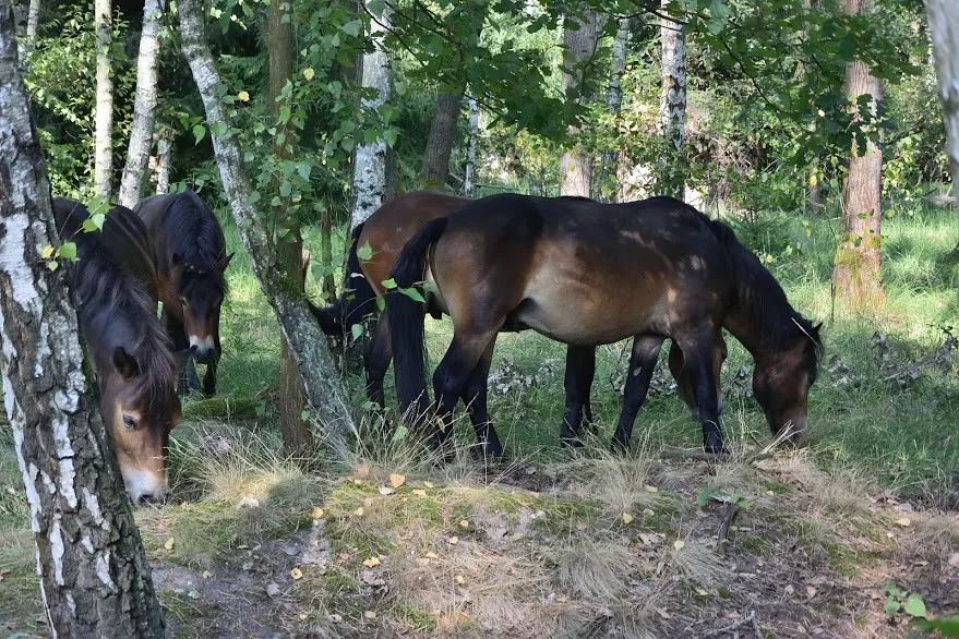 Koně v hradecké lokalitě Na Plachtě
