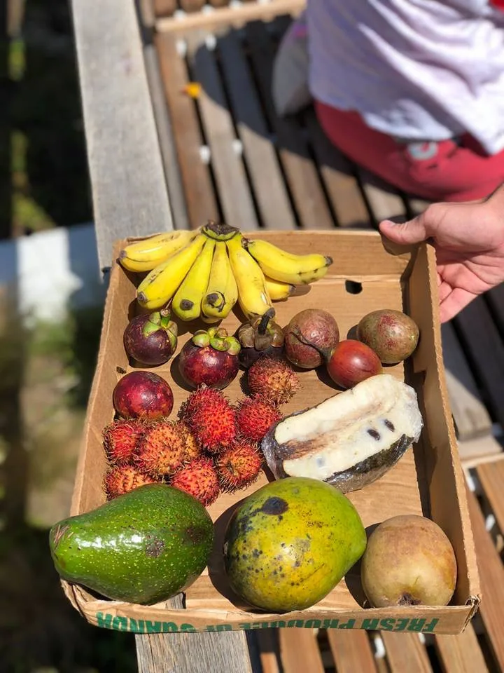 Na Náplavce se bude ochutnávat exotické ovoce, Virunga doveze annony, dračí ovoce i jackfruity