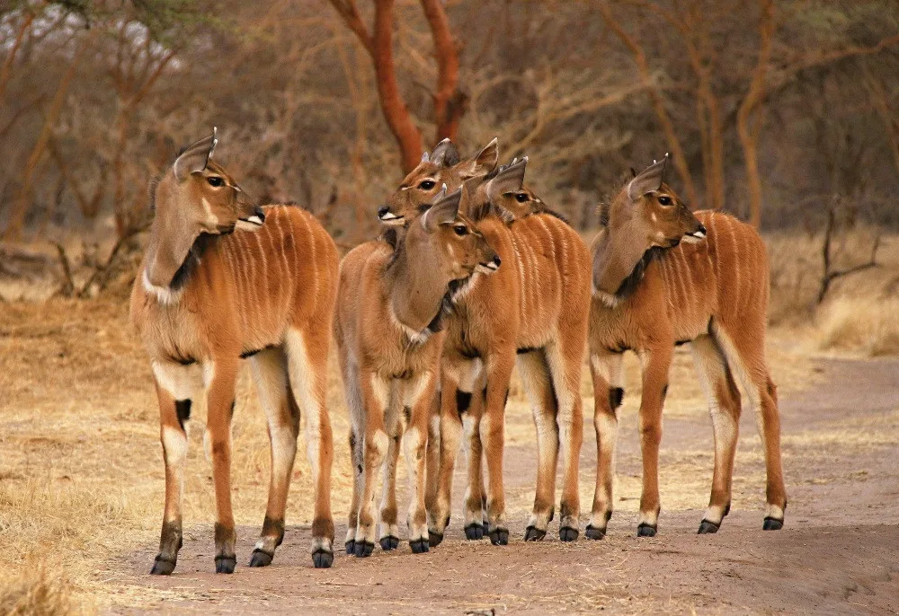 antilopa Derbyho