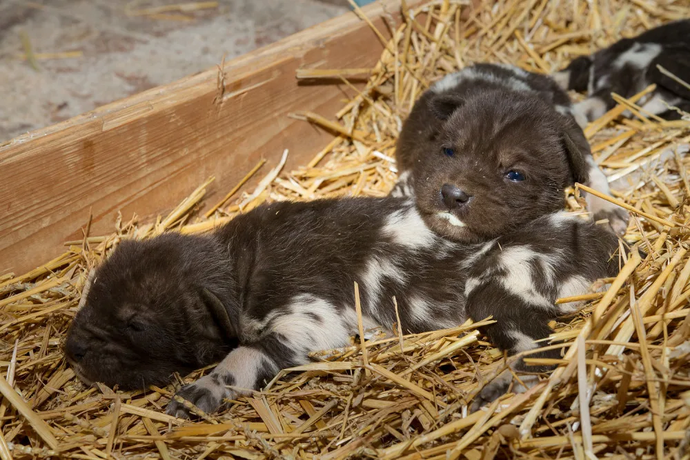 ZOO Dvůr Králové odchovala šest mláďat ohroženého psa hyenového