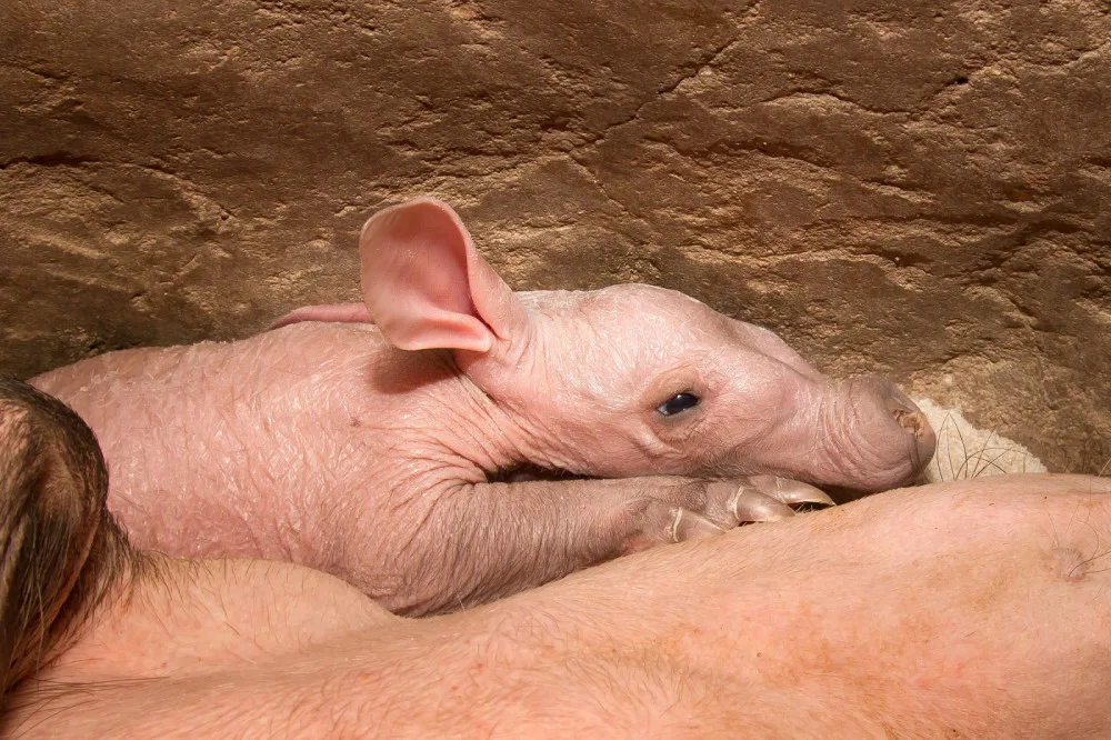 ZOO Dvůr má po dvou letech další mládě hrabáče kapského