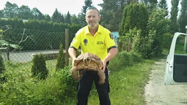 Ochycená želva