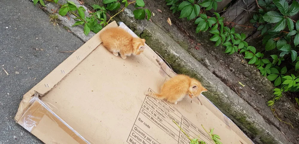 Odhozená koťata, nebo se zatoulala?