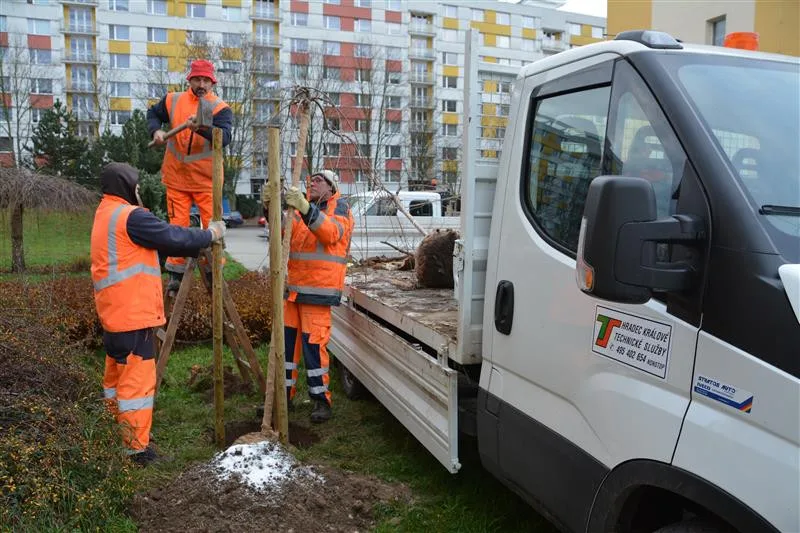 Zeleň v Hradci Králové doplnily stovky nových stromů