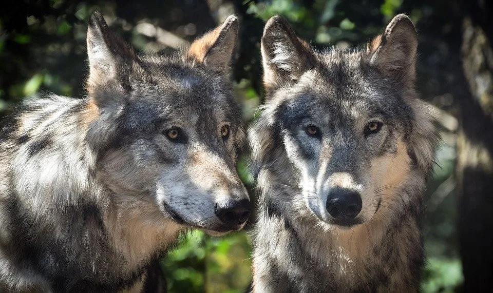 wolf-2984865_960_720