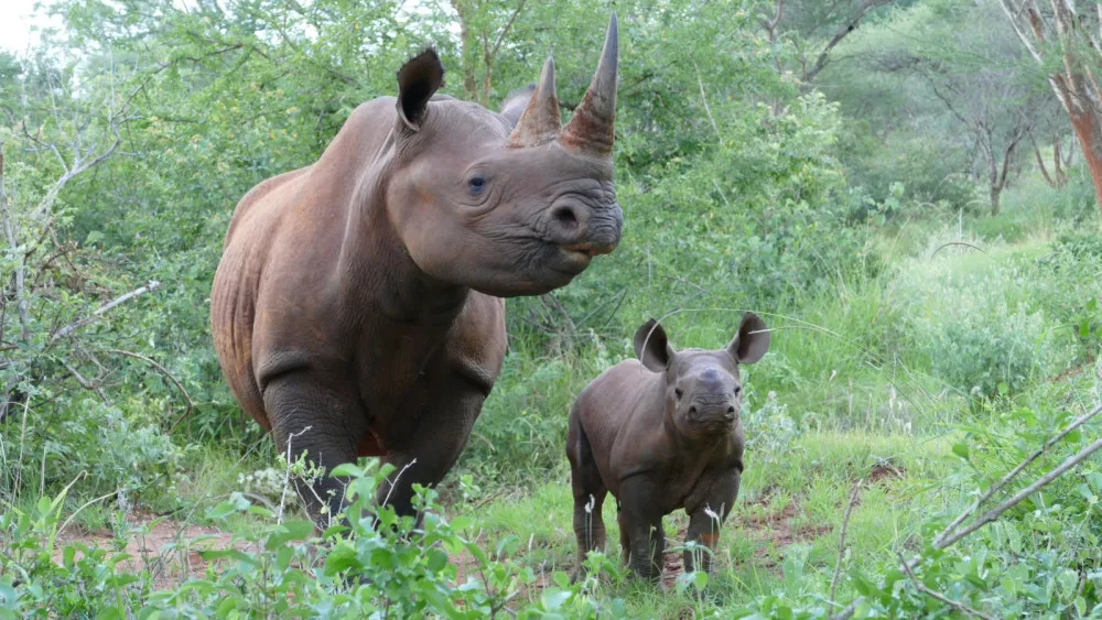 SafariPark Dvůr Králové nad Labem
