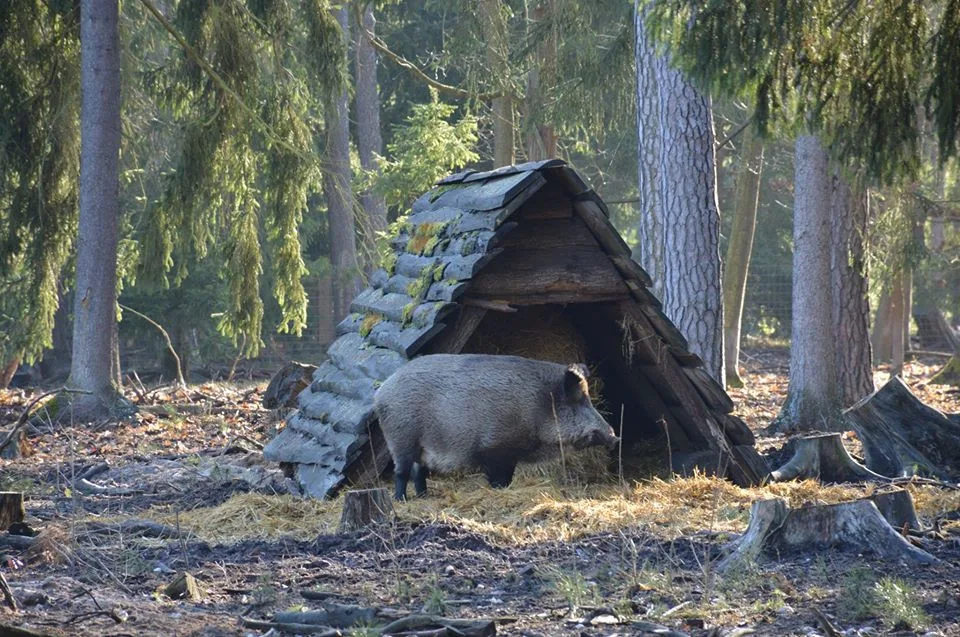 divočák Pepina