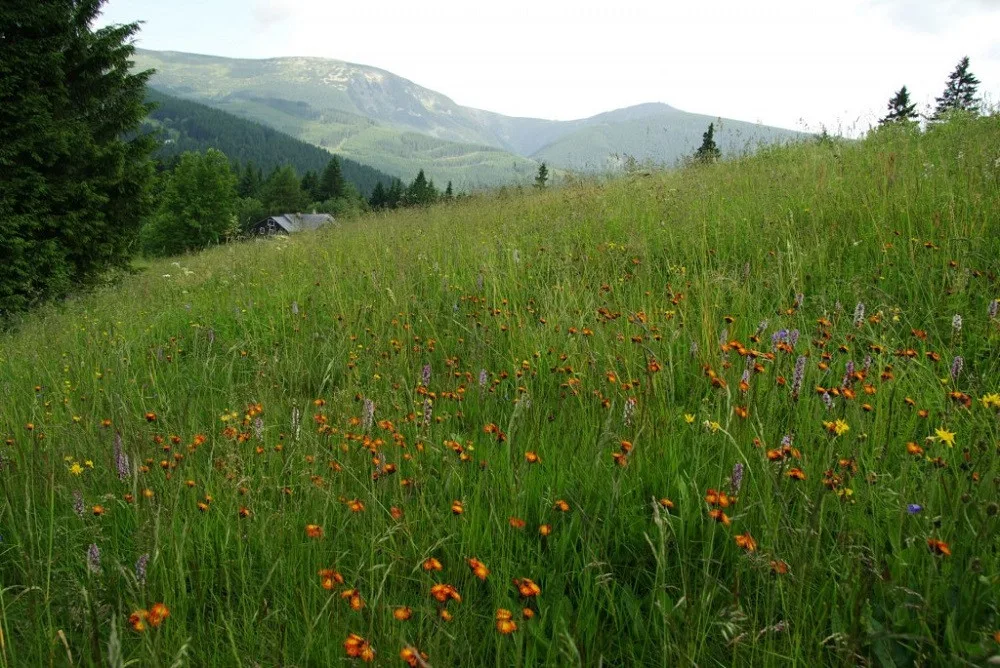 horsá louka v Krkonoších
