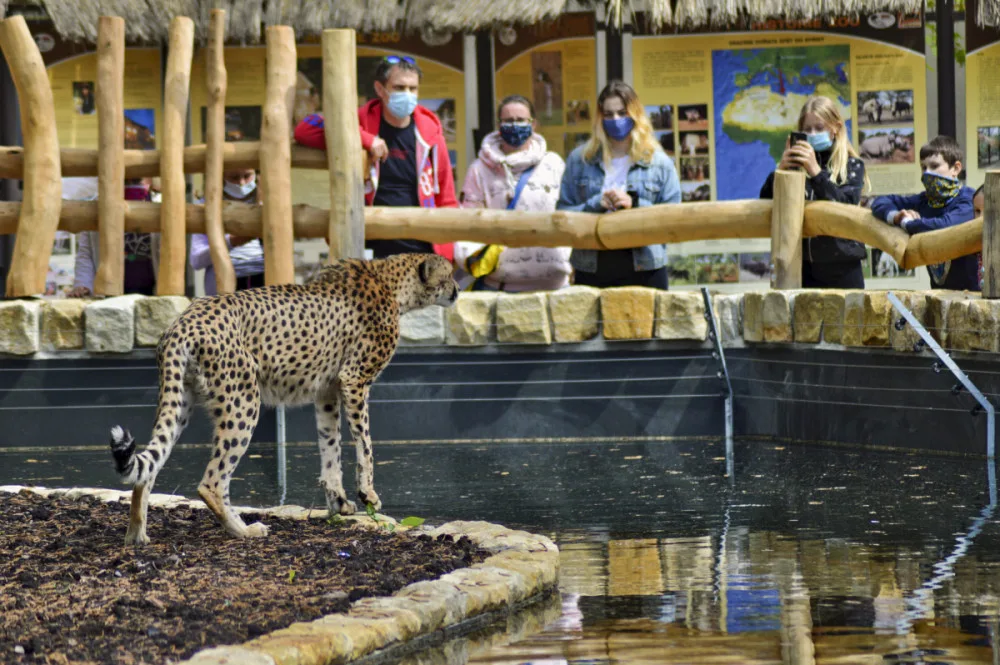Zoologická zahrada má unikátní výběh pro gepardy. Od návštěvníků je dělí pouze voda