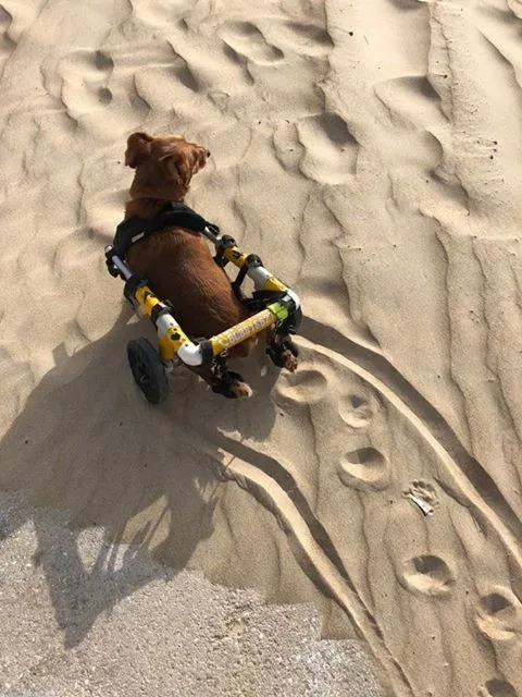 Charlieho chtěli majitelé nechat po nehodě utratit, teď je z něj izraelská celebrita