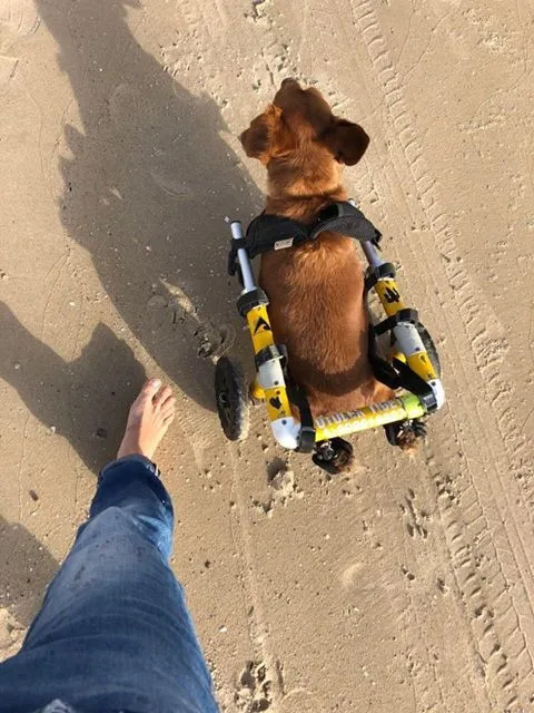 Charlieho chtěli majitelé nechat po nehodě utratit, teď je z něj izraelská celebrita