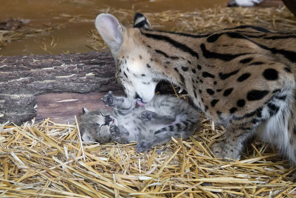 FOTO: Safari Park ve Dvoře má nový přírůstek. Dvojčátka servalů odchovají netradičně samice i samec