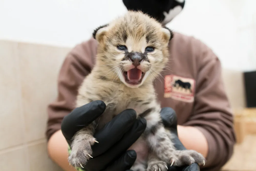 FOTO: Safari Park ve Dvoře má nový přírůstek. Dvojčátka servalů odchovají netradičně samice i samec