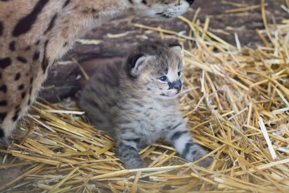 FOTO: Safari Park ve Dvoře má nový přírůstek. Dvojčátka servalů odchovají netradičně samice i samec