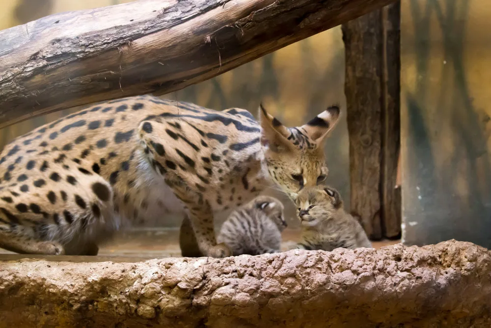 FOTO: Safari Park ve Dvoře má nový přírůstek. Dvojčátka servalů odchovají netradičně samice i samec